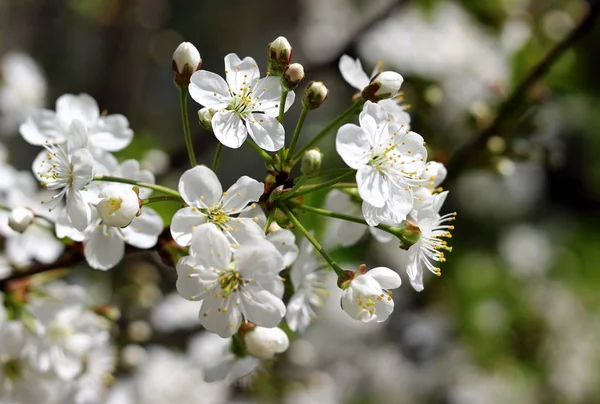 Delicadas Flores Primaverales Cerca Rama Cerezo Con Fondo Borroso — Foto de Stock