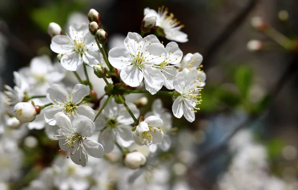 Rama de cereza primavera — Foto de Stock