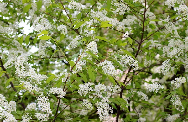 Primavera Sfondo Floreale Uccello Albero Ciliegio Albero Mayday Focus Selettivo — Foto Stock