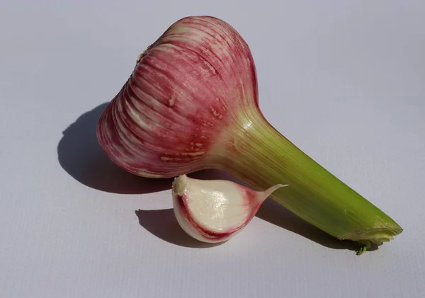 Een Groot Hoofd Van Een Jonge Paarse Knoflook Een Close — Stockfoto