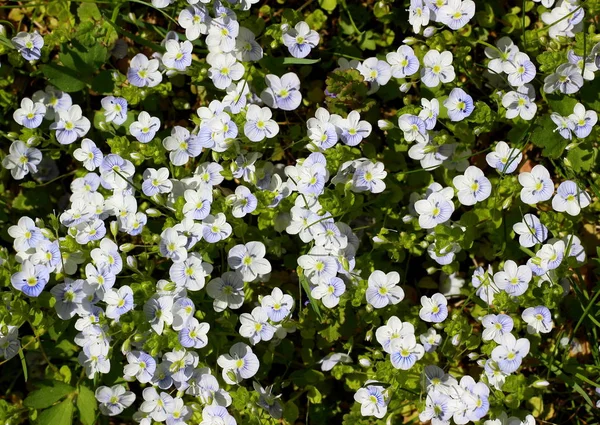 Karcsú Veronika Veronica Filiformis Kis Virágok Finom Háttér Apró Négy — Stock Fotó