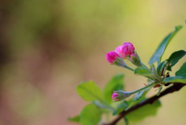 Pembe tomurcukları bir elma dalı