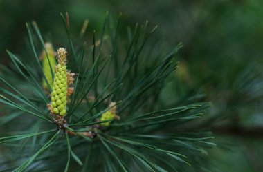 Kozalaklı polen çiçek ve bulanık zemin çam yumuşak odaklı üzerinde iğne ile bahar arka plan.
