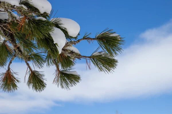 Ramo Cedro Coperto Neve Contro Cielo Blu Sfondo Naturale Invernale — Foto Stock