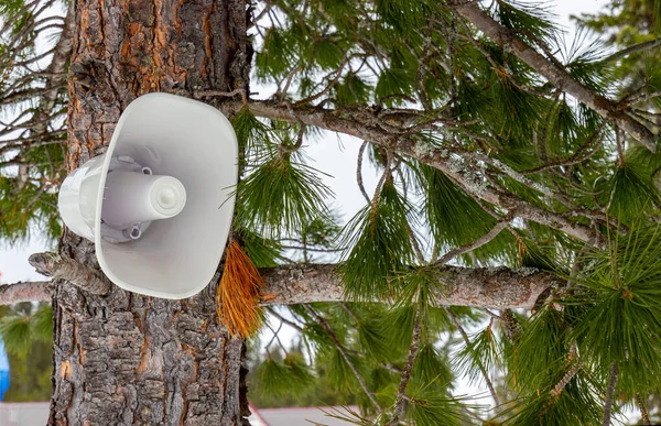 White Horn Speaker Megaphone Tree Forest — Stock Photo, Image