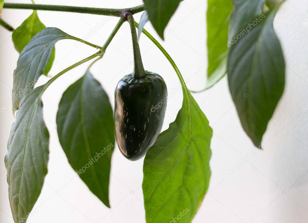 Green Jalapeno pepper on plant on white background
