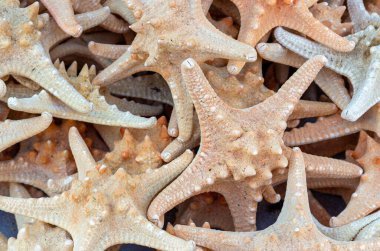 Marketteki tezgahta kuru deniz balıkları. Deniz balıklarının soyut arkaplanı