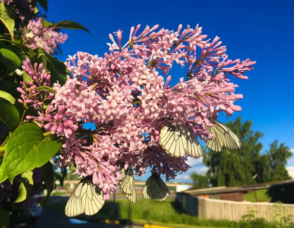 Svartvita Fjärilar Aporia Crataegi Blommande Gren Rosa Ungersk Syren — Stockfoto