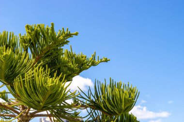 Norfolk island pine on blue sky background. Green branch of Araucaria heterophylla tree. Nature backdrop with copy space clipart