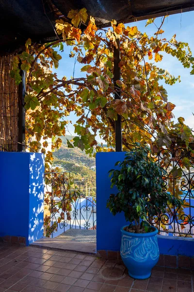 Autumn grape vine on the roof of the house. Rooftop terrace of a blue house in medina of Chefchaouen town, Morocco.