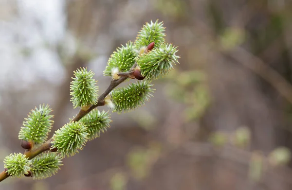 Willow Branch Green Fluffy Catkins Blurred Background First Spring Blooming — Stock Photo, Image