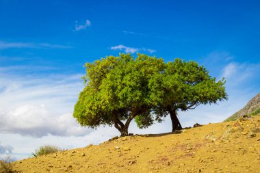 Çöldeki yeşil ağaçlar mavi gökyüzüne karşı. Parlak yaz geçmişi. Fas 'ta cansız topraklarda ağaçlar gelişir.