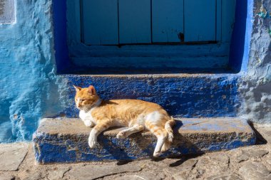 Kızıl kedi evin eşiğinde dinleniyor. Kedi güneşte dinleniyor. Fas 'ın Chefchaouen kasabası. Mavi şehrin Medine 'si.