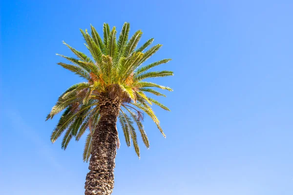 Fundo Verão Palmeira Data Contra Céu Azul — Fotografia de Stock