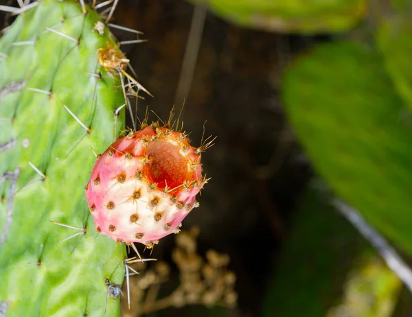 Opuntia Dojrzałymi Różowymi Owocami Kłujący Gruszkowy Kaktus Skupienie Selektywne — Zdjęcie stockowe