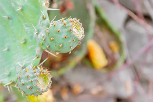 Poire Piquante Fruits Non Mûrs Opuntia Cactus Concentration Sélective — Photo