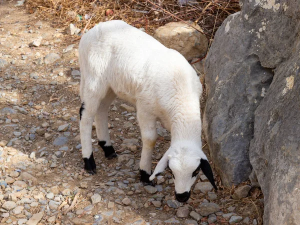 有黑斑的白羊羔在岩石地上吃草 摩洛哥Chefchaouen市附近的Rif山区 — 图库照片