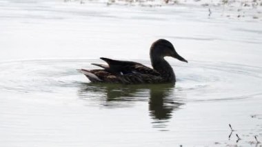 Ördek göl yüzüyor.