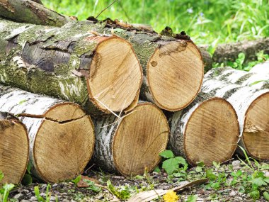 Huş karkas çim üzerinde yalan.