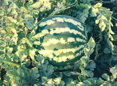 Tarlada açık havada organik toprakta olgunlaşmış karpuz