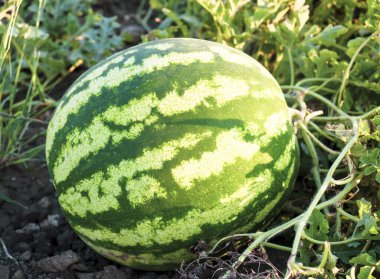 Tarlada açık havada organik toprakta olgunlaşmış karpuz