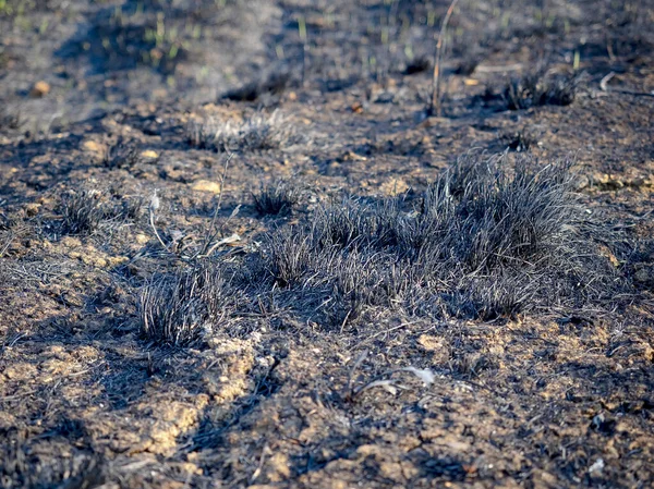 Καμένη Φλόγες Της Άνοιξης Ένα Χωράφι Καμένο Γρασίδι Καταστροφή Των — Φωτογραφία Αρχείου