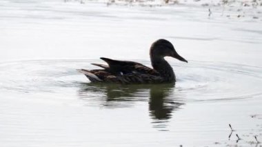 Gölde yüzen ördeğin yakın çekim görüntüleri.