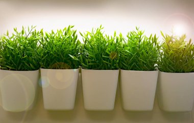 Beyaz bir saksıda yeşil çimenler