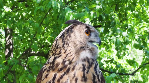 Eagle Owl. Owl with orange eyes. Pharaoh eagle owl face.
