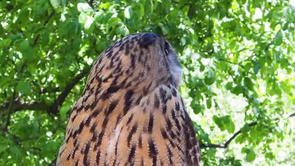 Nahaufnahmen Vom Uhu Eule Mit Orangen Augen Pharao Uhu Gesicht — Stockvideo