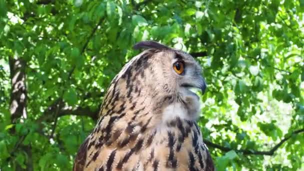 Close Footage Eagle Owl Owl Orange Eyes Pharaoh Eagle Owl — Stock Video
