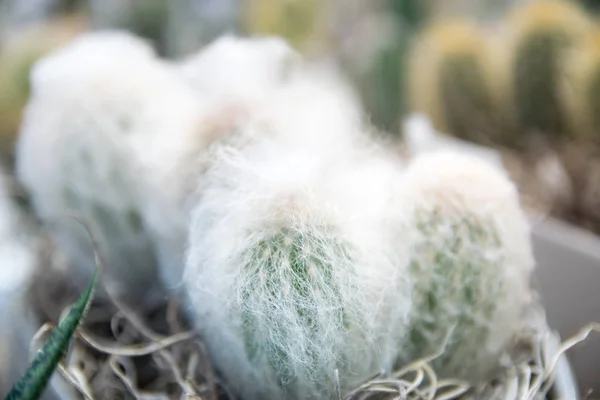 Mamilárie schiedeana kaktus — Stock fotografie