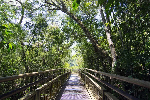 Catwalk Trail Melalui Hutan Hujan Air Terjun Iguazu Argentina — Stok Foto