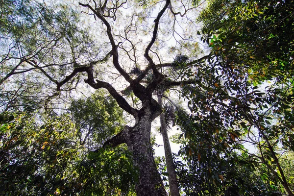 Ybira Pita Peltophorum Dubium Pohon Misiones Provinsi Rainforest Argentina — Stok Foto