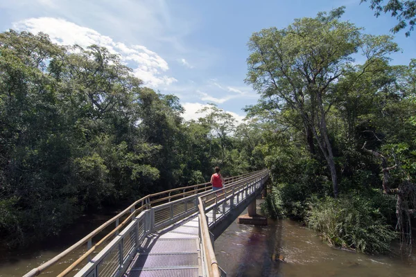 Catwalk Trail Melalui Hutan Hujan Air Terjun Iguazu Argentina — Stok Foto