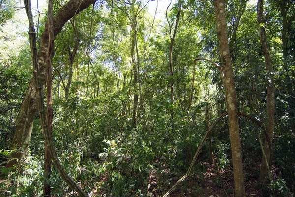 Πλήρης Εικόνα Του Τροπικού Δάσους Iguazu — Φωτογραφία Αρχείου