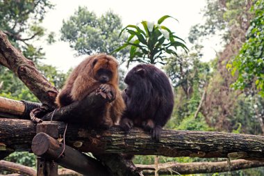 Bir çift siyah ve kahverengi erkek uluyan maymun Alouatta Caraya 