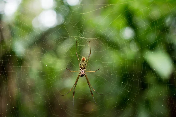 Close Nephila Clavipes Banana Spider — Stock Photo, Image