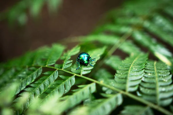 金银花或薄荷叶甜菜的特写 — 图库照片