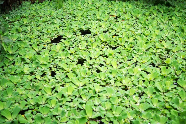 水生植物に覆われた美しい池 — ストック写真