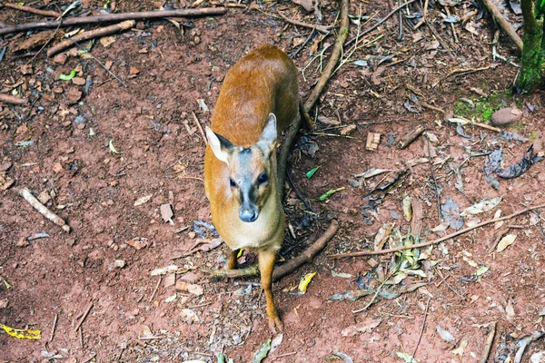 Wild Deer Het Nationaal Park Iguazu Provincie Misiones Argentinië — Stockfoto