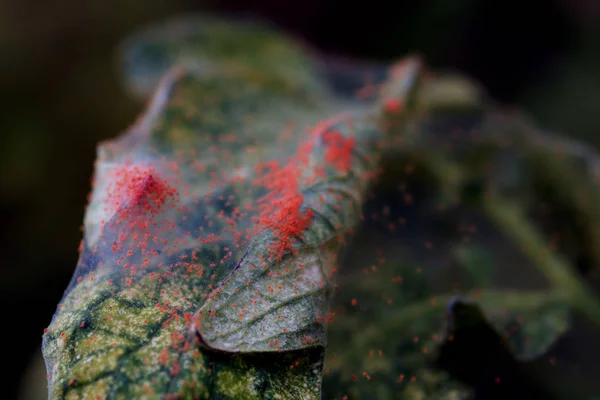 Close-up of a mass of Red spider mites (Tetranychus urticae) on a Tomato Leaf