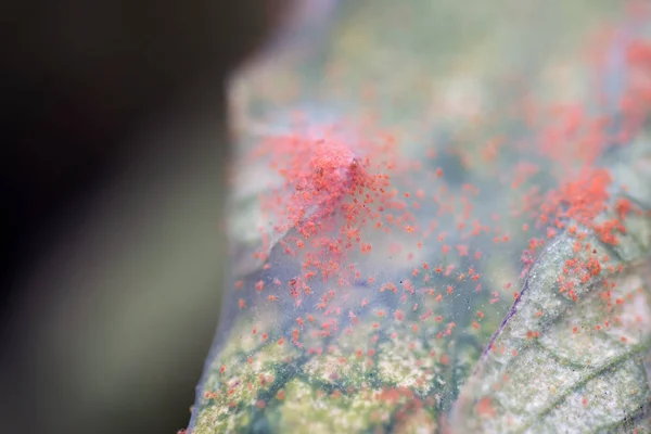 ใกล บหนอนแมงม แดง Tetranychus Urticae บนใบมะเข อเทศ — ภาพถ่ายสต็อก