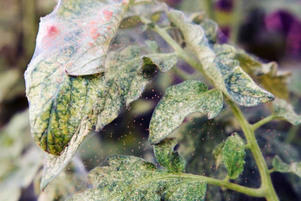 Close-up of a mass of Red spider mites (Tetranychus urticae) on a Tomato Leaf