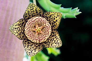 Kaktüs Kaplan Çiçeği veya Orbea türevi. Yaklaş.