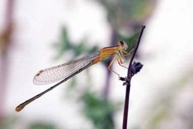Dal Üstünde Yusufçuğun Yakın Çekimi