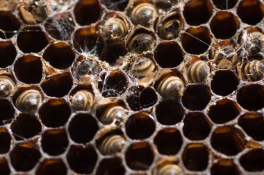 Bal Tarağı 'nda Arılar Çalışıyor 