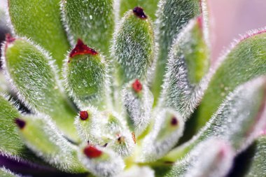 Kıllı Sulu Bitki Echeveria pulvinata 'nın kapağı