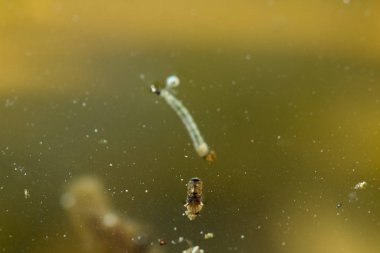 Sivrisinek larvası Kirli suda yüzüyor