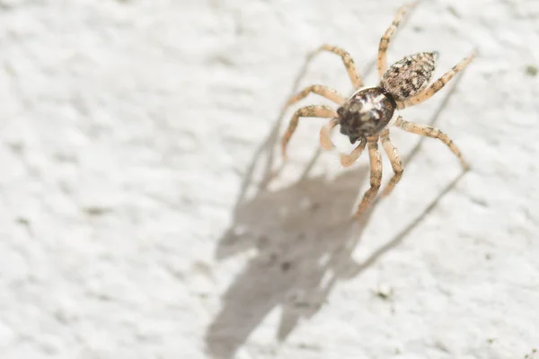 Close View Little Wolf Spider Wall — Stock Photo, Image